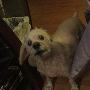 Meet your Posher, Candace